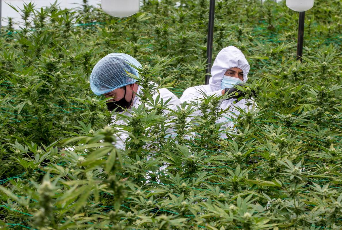 Con la regulación 539 de 2022, las empresas colombianas podrán exportar la flor seca del cannabis con fines comerciales, no solo científicos Foto: Juan Antonio Sánchez