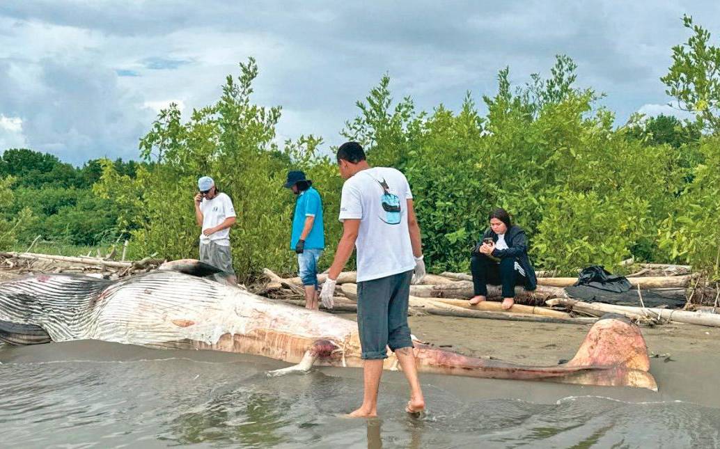 El hallazgo más reciente fue el de una ballena minke, el pasado 4 de agosto en una playa de Turbo. <b><span class="mln_uppercase_mln"> </span></b>FOTO<b><span class="mln_uppercase_mln"> CORTESÍA</span></b>