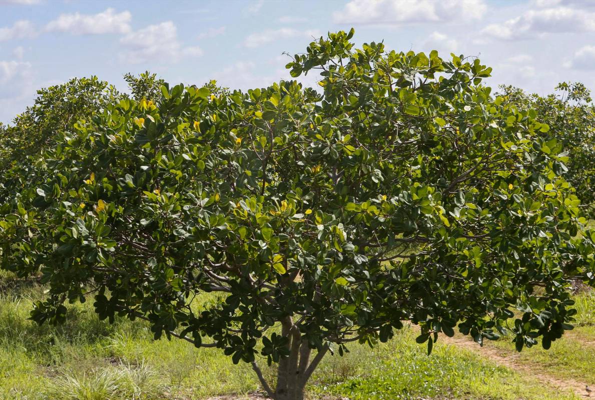 En promedio se siembran 125 árboles por hectárea. Foto: Manuel Saldarriaga Quintero.