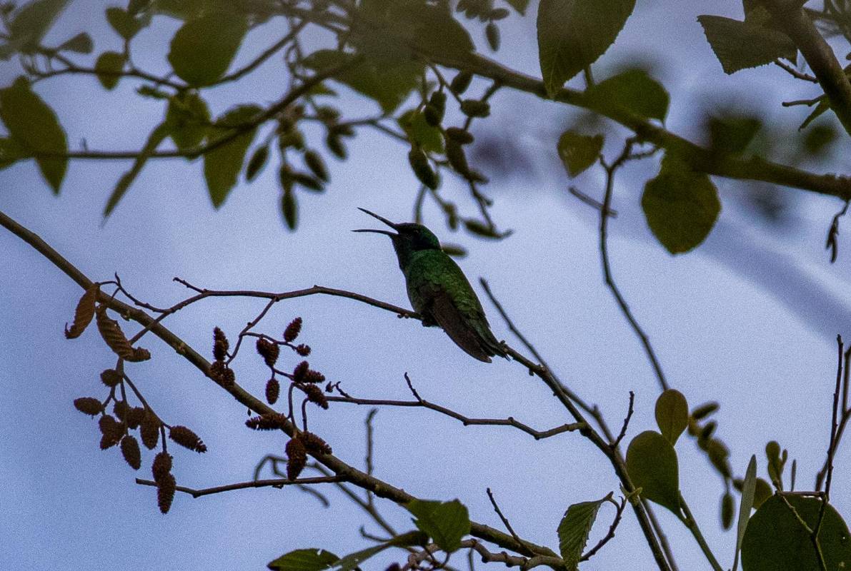 Un total 114 de aves habitan en la reserva. Foto Manuel Saldarriaga Quintero.