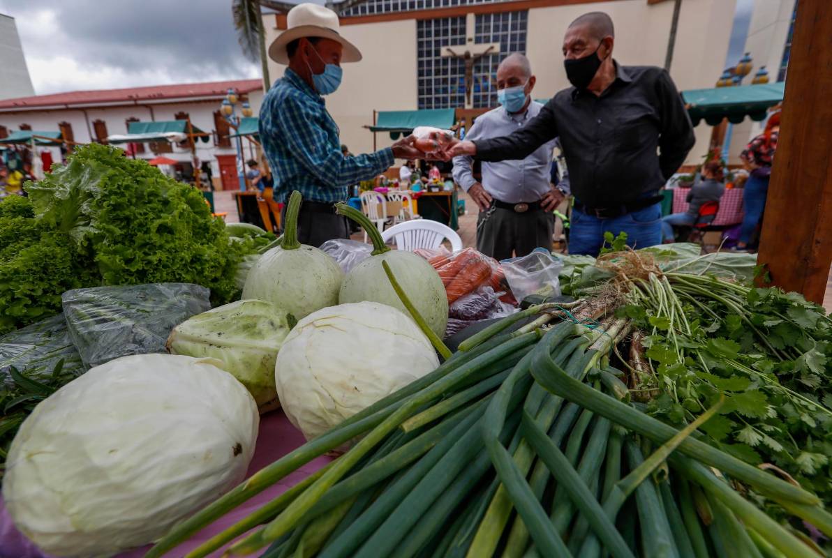Un proyecto que favorece a los cultivadores de 56 veredas del municipio. Foto: Manuel Saldarriaga Quintero. 