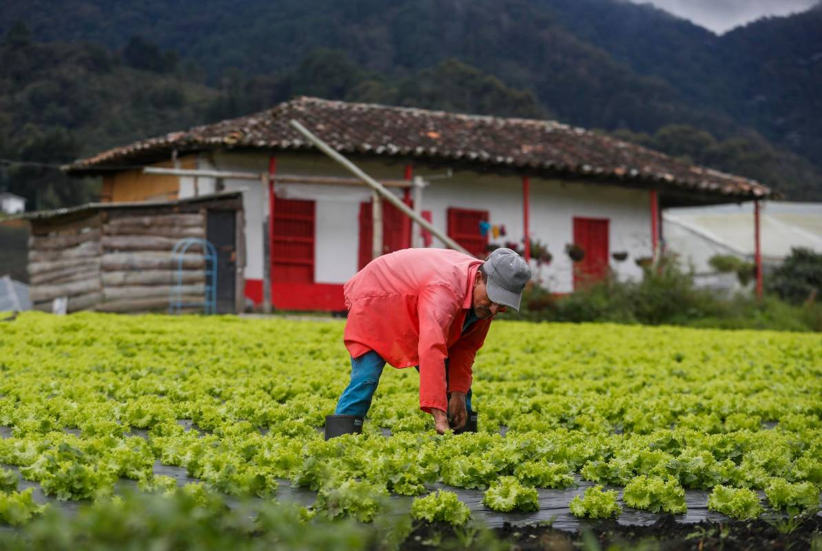 Mauricio Quintero, Profesional universitario de desarrollo Agropecuario, afirma que el Agro mercado contribuye a la economía familiar de cada uno de los vendedores. Foto Manuel Saldarriaga Quintero.