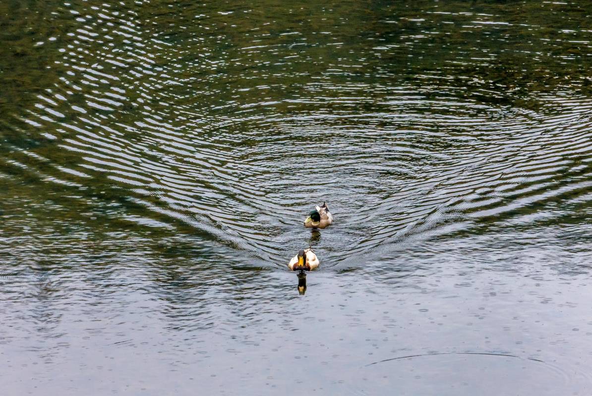 Un pequeño lago hace parte de las atracciones con que cuenta el parque. Foto Juan Antonio Sánchez Ocampo