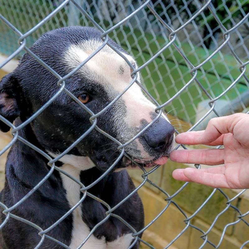 El panorama de maltrato animal es crítico en Antioquia. Según la Fiscalía General de la Nación, desde 2024 hasta la fecha van 250 denuncias, 14 juicios, 21 imputaciones y dos sentencias. FOTO Juan Antonio Sánchez