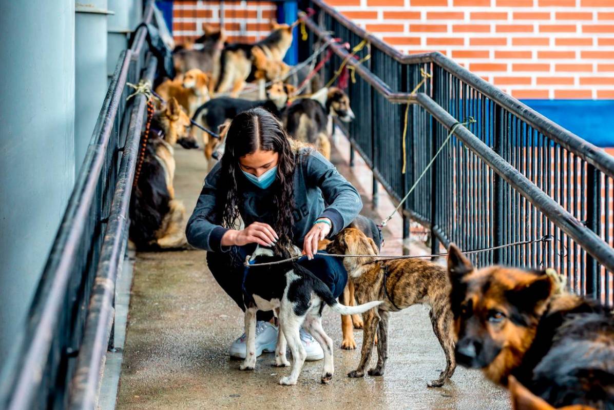 En el municipio y desde otras zonas de Antioquia han enviado ayudas; comida y dinero para la atención médica de las mascotas. Fotos Juan Antonio Sánchez Ocampo