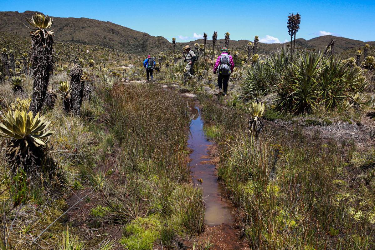 En julio de 2022 el país conoció por primera vez los excesos, cuando la Alcaldía de Urrao y Corpourabá anunciaron el cierre en medio de imágenes que delataban kilos de basura abandonada y frailejones quemados y mutilados. Foto: MANUEL SALDARRIAGA QUINTERO.