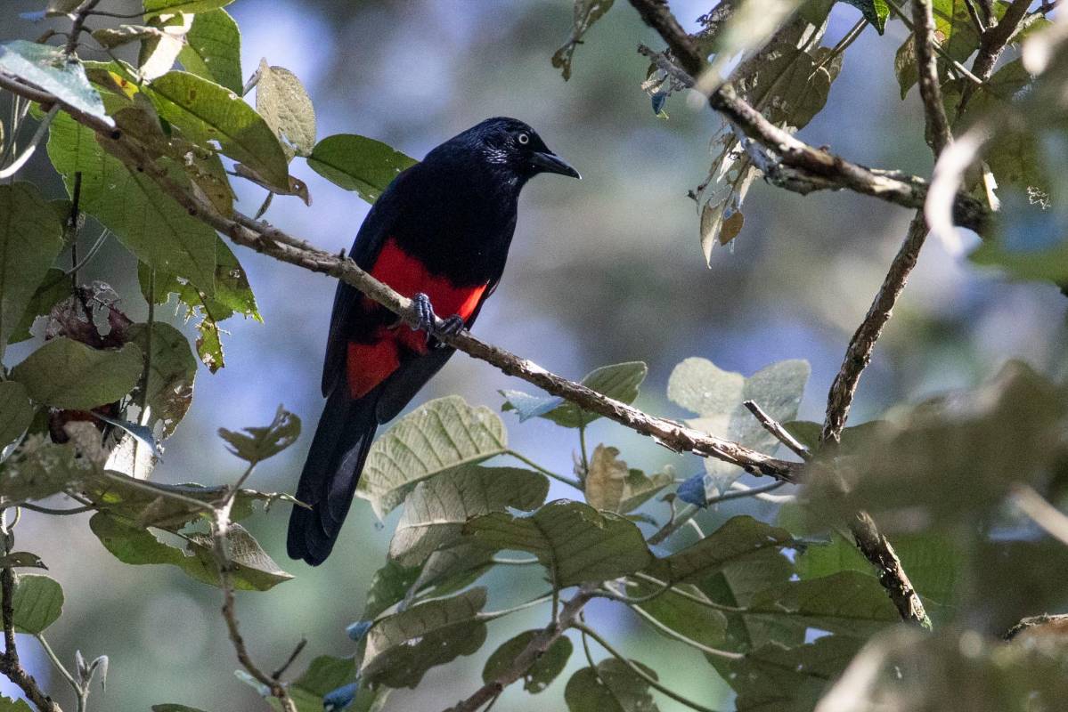 Cacique Candela (Hypopyrrhus pyrohypogaster ). Foto : Edwin Bustamante