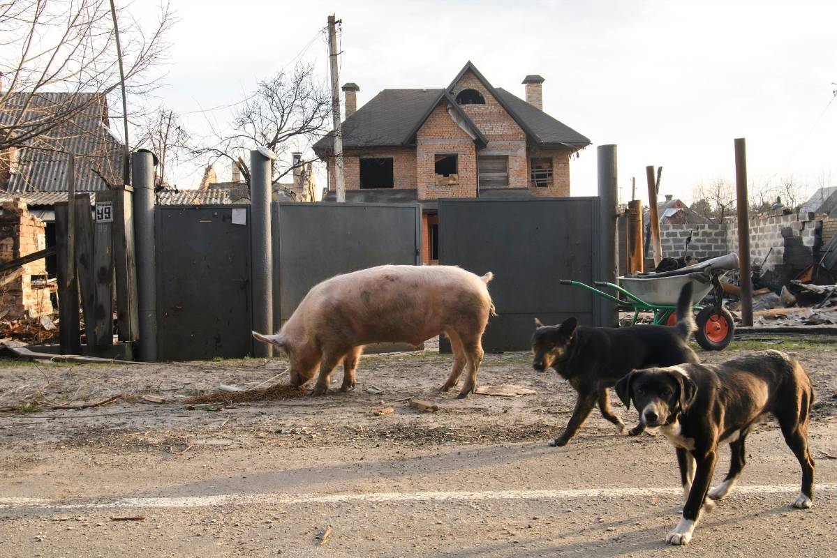 Los animales caminan juntos para acompañarse y en busca de comida por las destruidas y desoladas ciudades ucranianas. FOTO GETTY