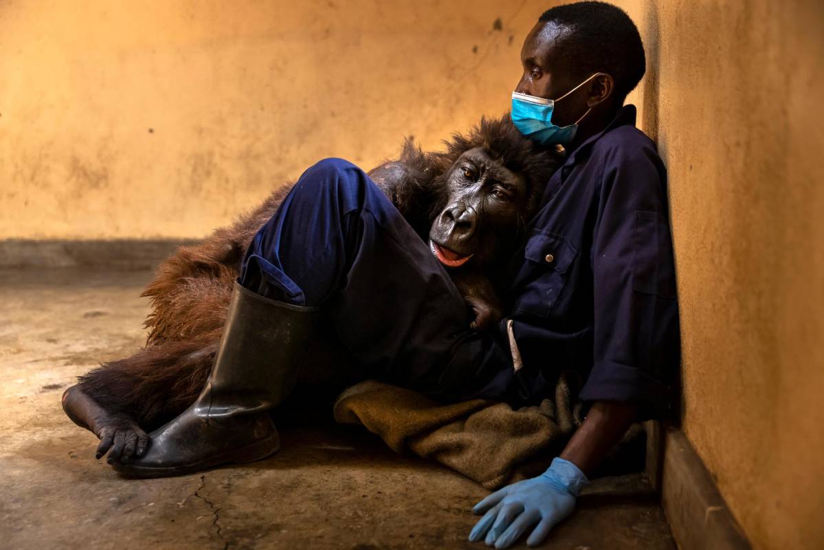La triste imagen de “Koko” muerta al lado de su cuidador. Foto: Getty
