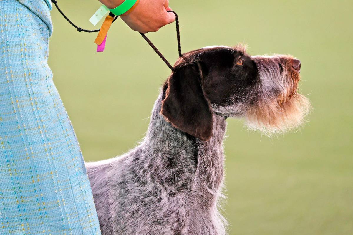 La raza Pointer alemán de pelo duro, otra raza de los presentados en la competencia realizada en Nueva York. Foto: Getty Images