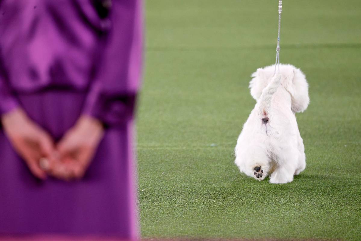 Los perros realizan sus recorridos bajo la mirada estricta de los jueces. Foto: Getty Images