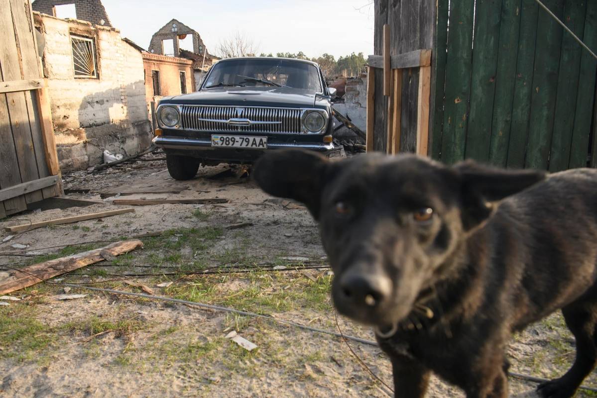 Algunas mascotas que aún sobreviven a los bombardeos se encuentran en mal estado y cerca de la muerte. FOTO GETTY