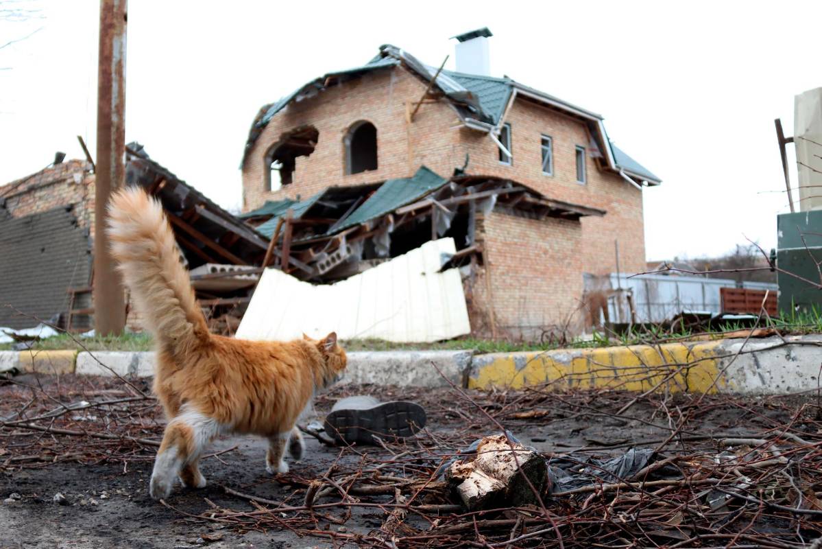 Muchas mascotas han sobrevivido al abandono y a la guerra en Ucrania. FOTO GETTY