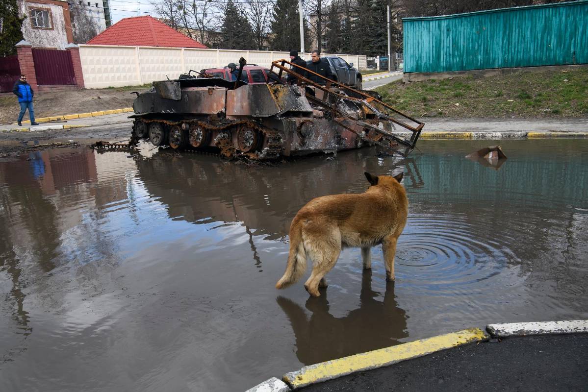 Gran número de mascotas en especial perros y gatos están vagando por las calles tras separarse de sus familias. FOTO GETTY