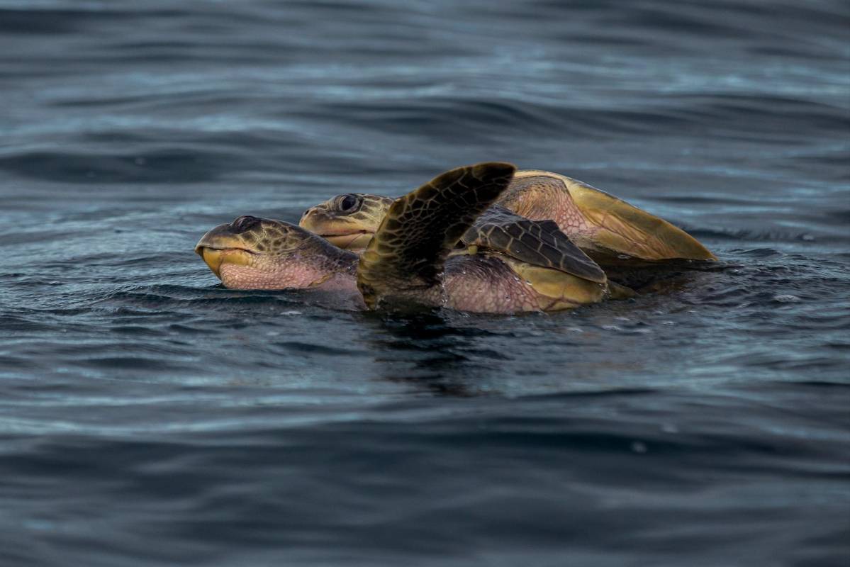 Los principales problemas en el planetas son la explosión del crecimiento demográfico, la contaminación del aíre, agua y suelo, la pérdida de biodiversidad y el cambio climático. Foto: Julio Herrera 