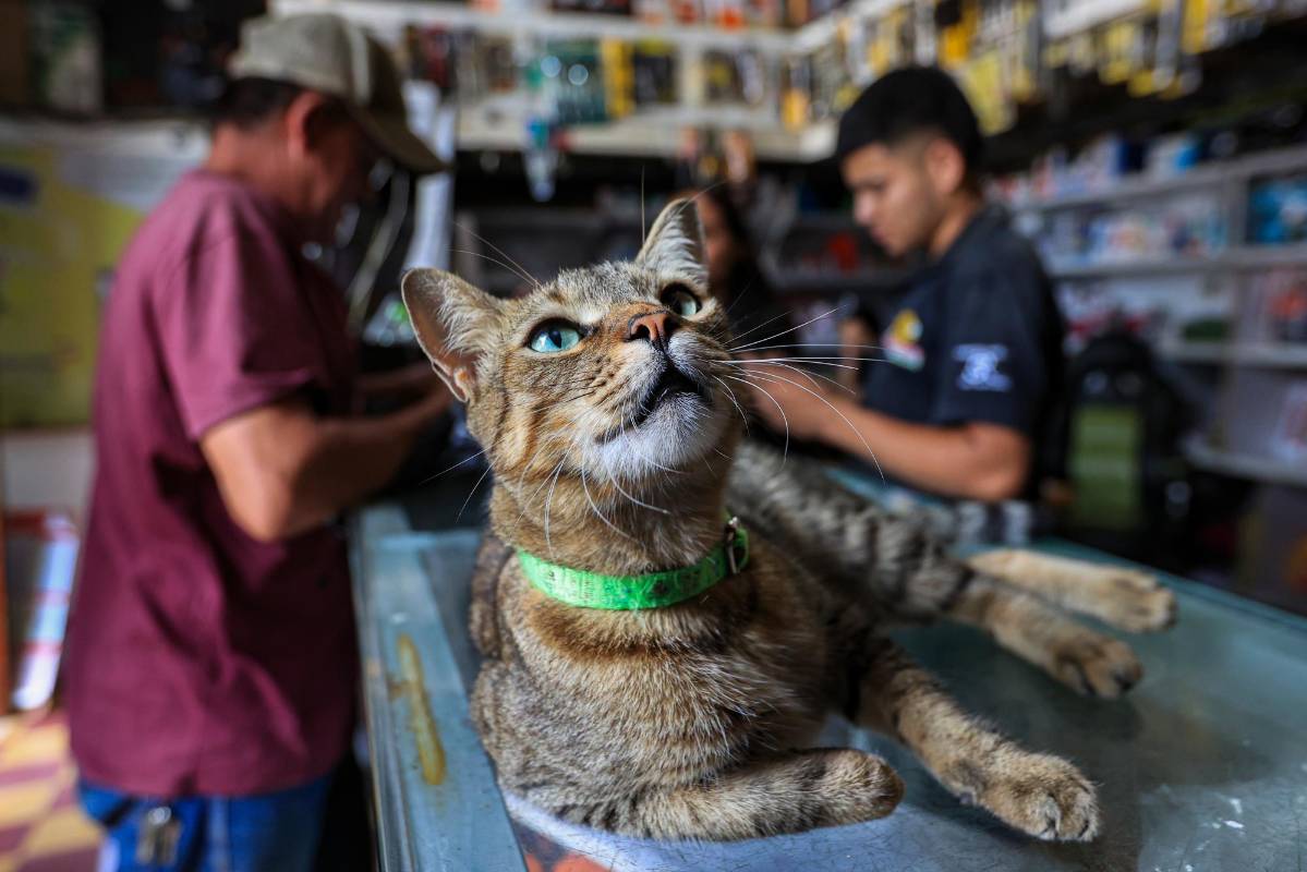 Tiene comida a disposición y hasta veterinario personal, Andrés Felipe Gómez Gutiérrez, que lo mantiene desparasitado y lo revisa cuando llega despeinado por alguna pelea. Foto: Manuel Saldarriaga Quintero.