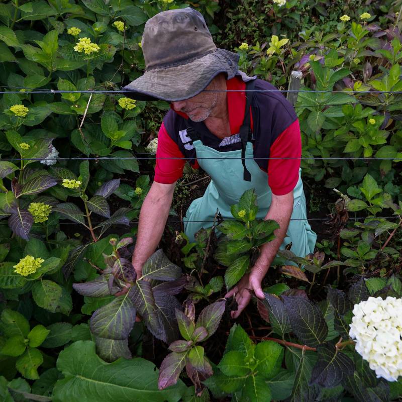 La secadera es una enfermedad que deteriora la raíz de la planta y termina afectando hojas, tallos y flores hasta que el tejido muere. FOTOS: Manuel Saldarriaga