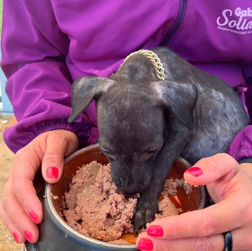 Perrito atendido en una de las jornadas previas de la Ruta Nacional Gabrica Solidaria. FOTO cortesía 