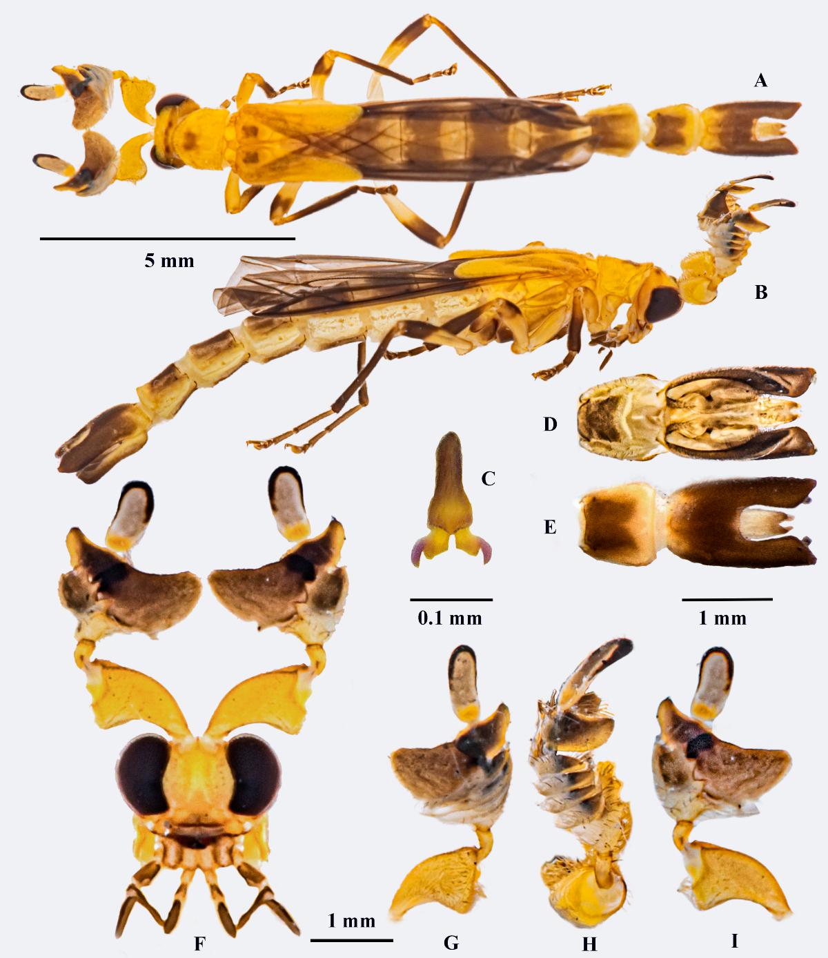 Estudiantes de la UdeA descubrieron una nueva especie de insecto en las selvas de Antioquia