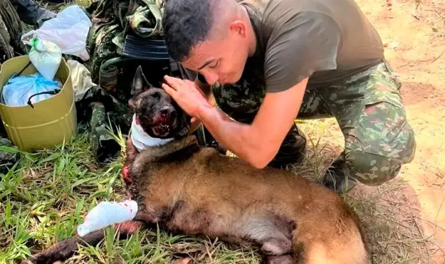 Sansón fue uno de los animales reportados oficialmente como asesinados por artefactos explosivos en medio de combates armados. Sin embargo, muchos casos no se informarían. <b><span class="mln_uppercase_mln"> </span></b>FOTO<b><span class="mln_uppercase_mln"> CORTESÍA</span></b>