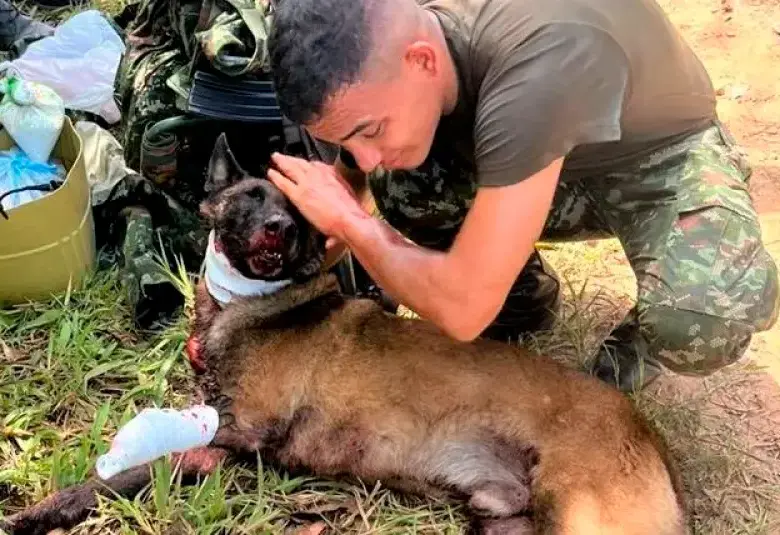 Sansón fue uno de los animales reportados oficialmente como asesinados por artefactos explosivos en medio de combates armados. Sin embargo, muchos casos no se informarían. FOTO CORTESÍA