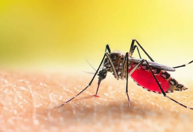 ¿Siente que lo pican más? La sed de sangre humana de los mosquitos crece debido a la pérdida de biodiversidad