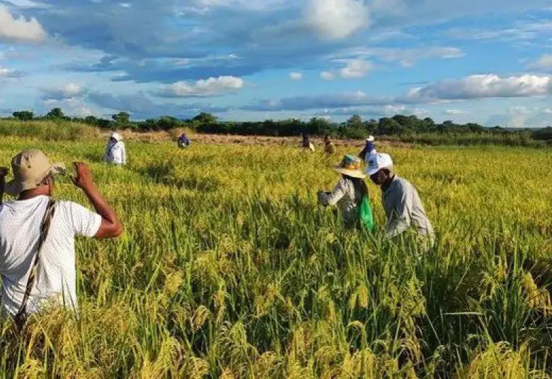 Gobierno lanza propuesta a arroceros para evitar un paro nacional