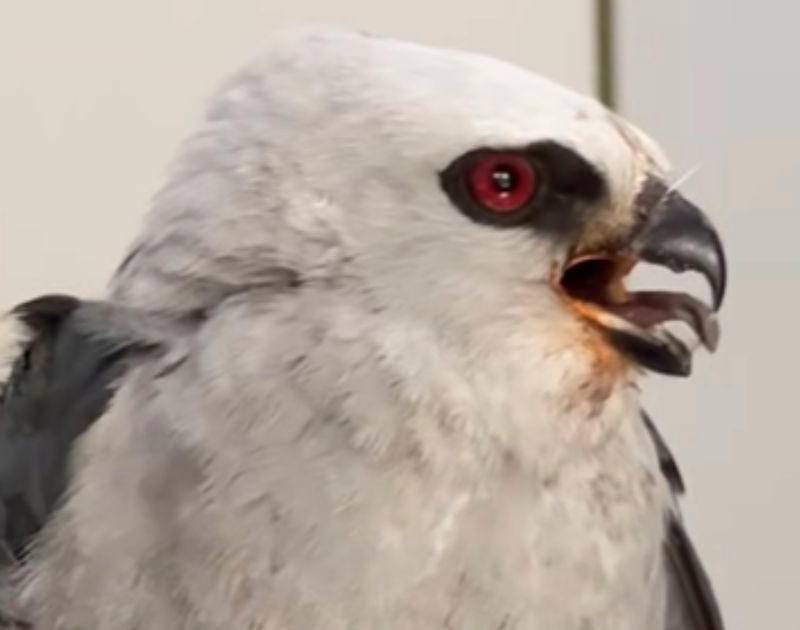 Águila de Misisipi fue rescatada en Puerto Triunfo con una lesión
