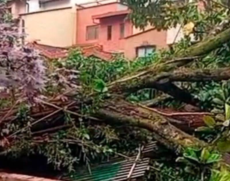 En video: Aguacero tumbó un árbol y bloqueó la vía hacia La Doctora, en Sabaneta