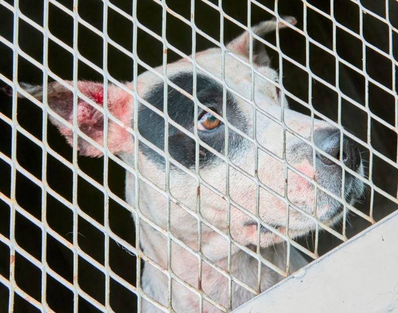 Trece capturados en convención internacional de pelea de perros