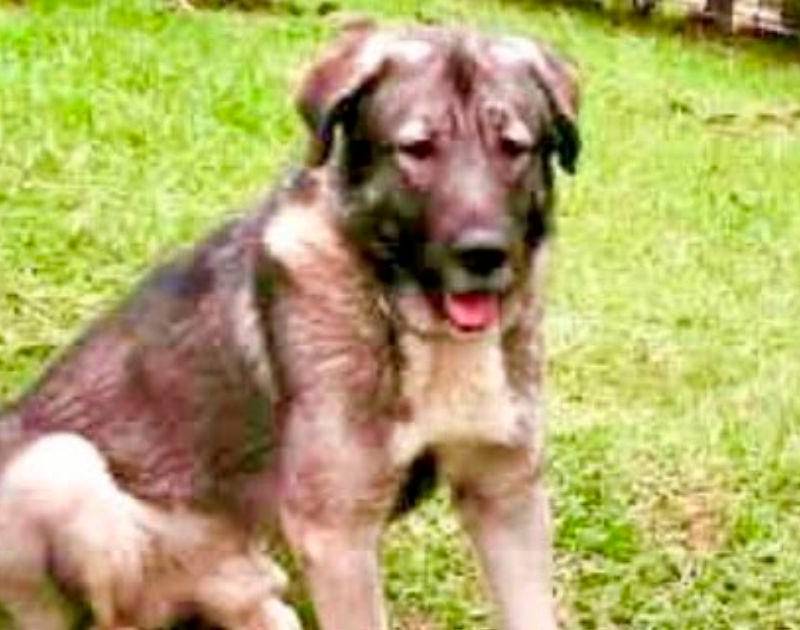 Presunta negligencia en spa canino habría causado la muerte de Loky