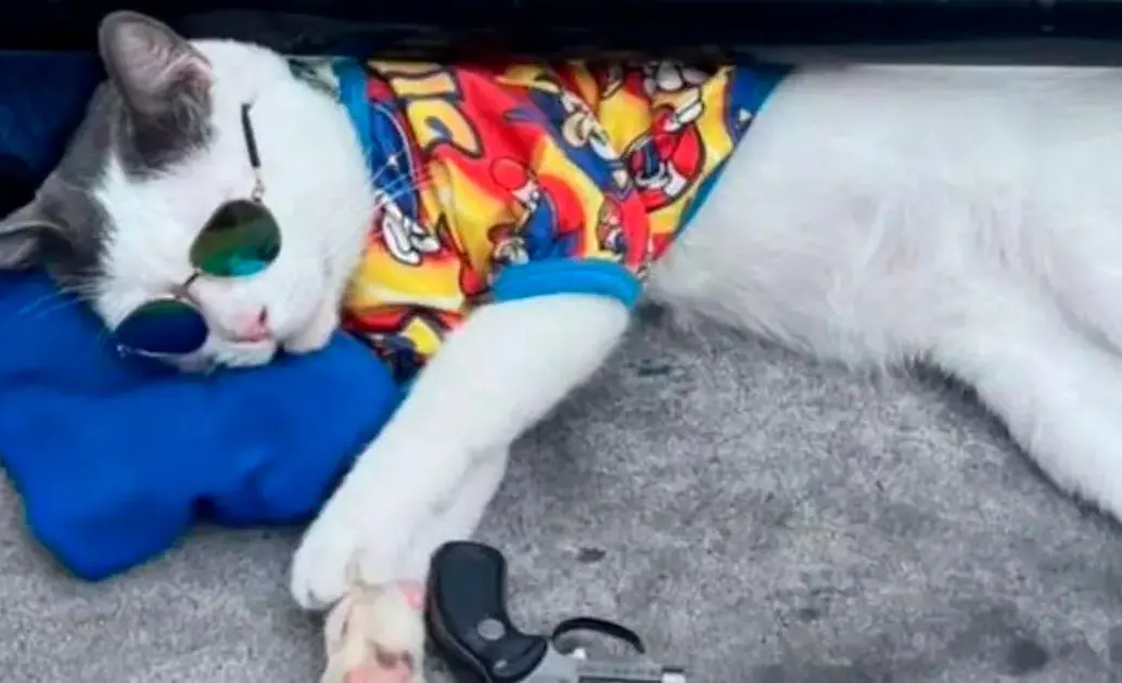 Denuncian que estarían usando un gato “sedado” para pedir plata en la comuna 13