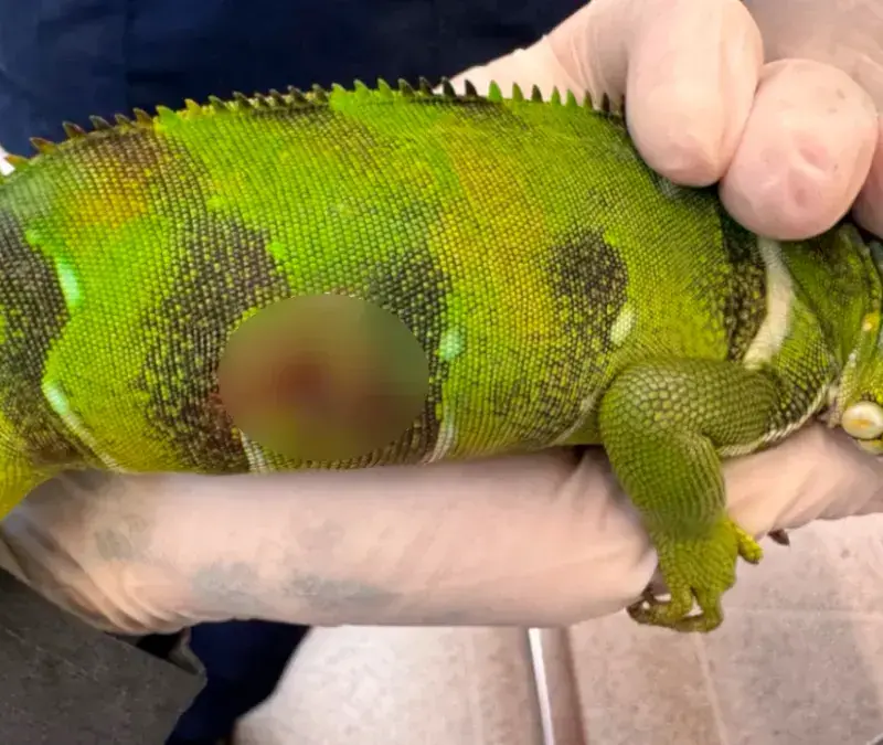 La víctima era un reptil juvenil. FOTO: CORTESÍA