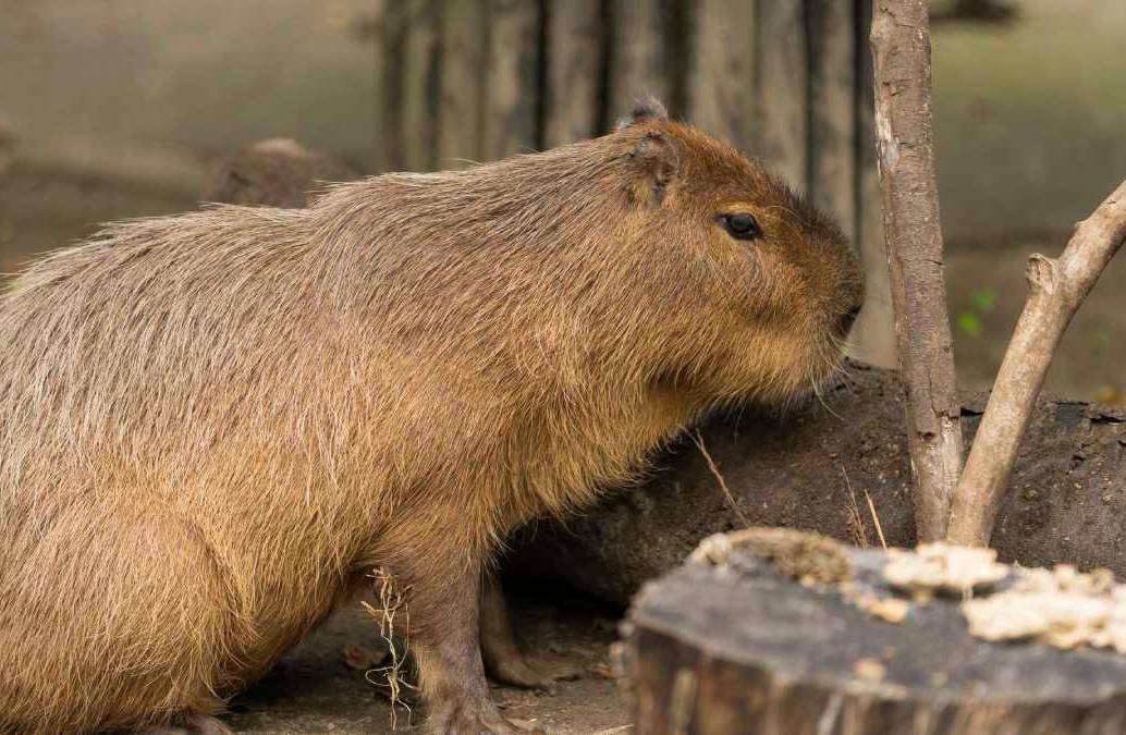Los capibara son mamíferos originarios de América del Sur. En Colombia se les conoce con el nombre de chigüiros. FOTO: Getty