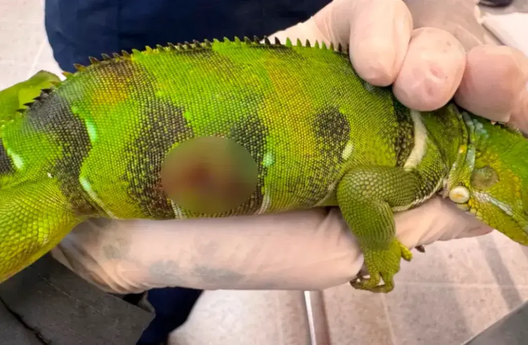 La víctima era un reptil juvenil. FOTO: CORTESÍA