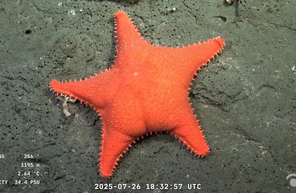 Una estrella de mar a 1.195 metros de profundidad en el Cañón de Mar del Plata, captada por el robot SuBastian desde el buque Falkor. La expedición del Schmidt Ocean Institute ha fascinado a miles de argentinos. Imagen: AFP/ SCHMIDT OCEAN INSTITUTE / ROV SUBASTIAN.