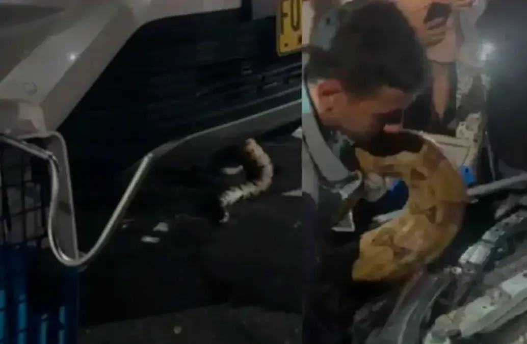 En su huida, el animal se escondió en un carro buscando calor. De allí fue rescatada sana y salva. FOTO: CORTESÍA