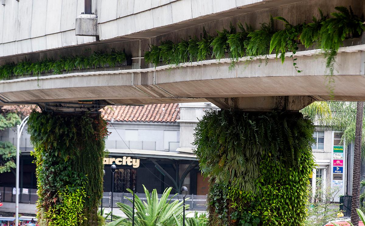 Estas jardineras no solo agregan un toque estético a los espacios, sino que también ayudan a mejorar la calidad del aire y a reducir la temperatura ambiente al proporcionar sombra y absorber el dióxido de carbono (CO2). Foto: Julio Herrera