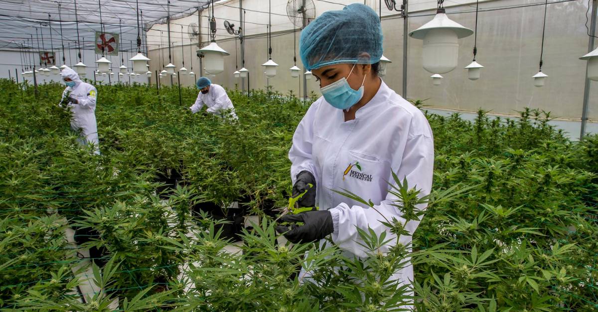 Colombia exportará semilla de cannabis no psicoactivo al Reino Unido -  Asocolcanna