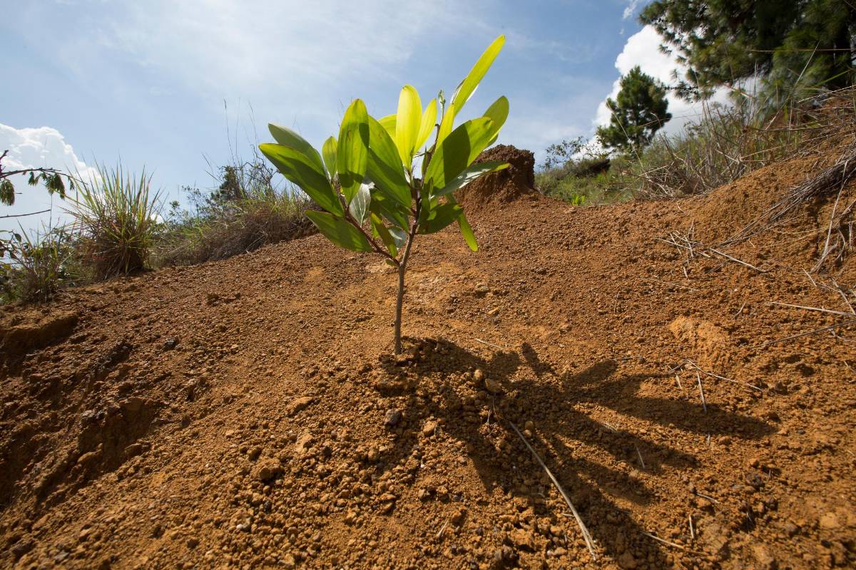 Son muchas las campañas que se generan para la reforestación del cerro. Foto : Manuel Saldarriaga