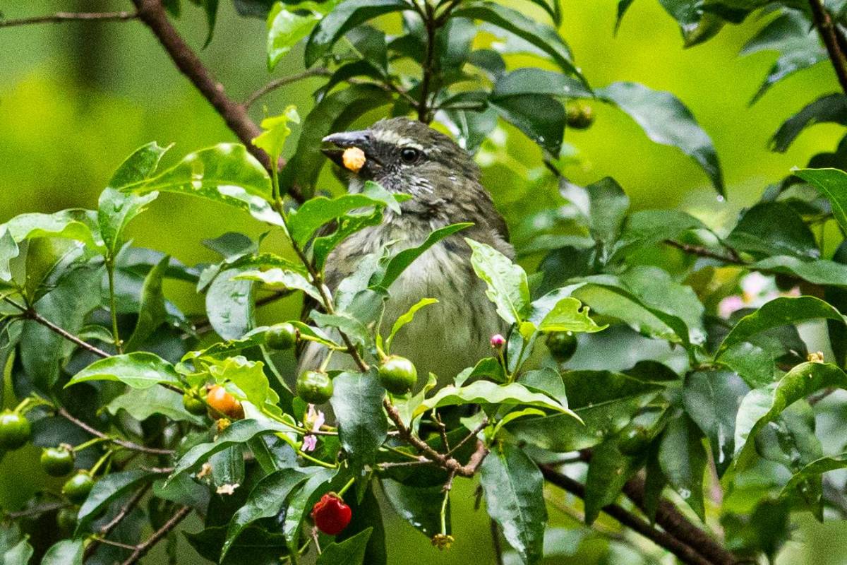Pepitero Gris (Saltator coerulescens) Foto: Carlos Velásquez