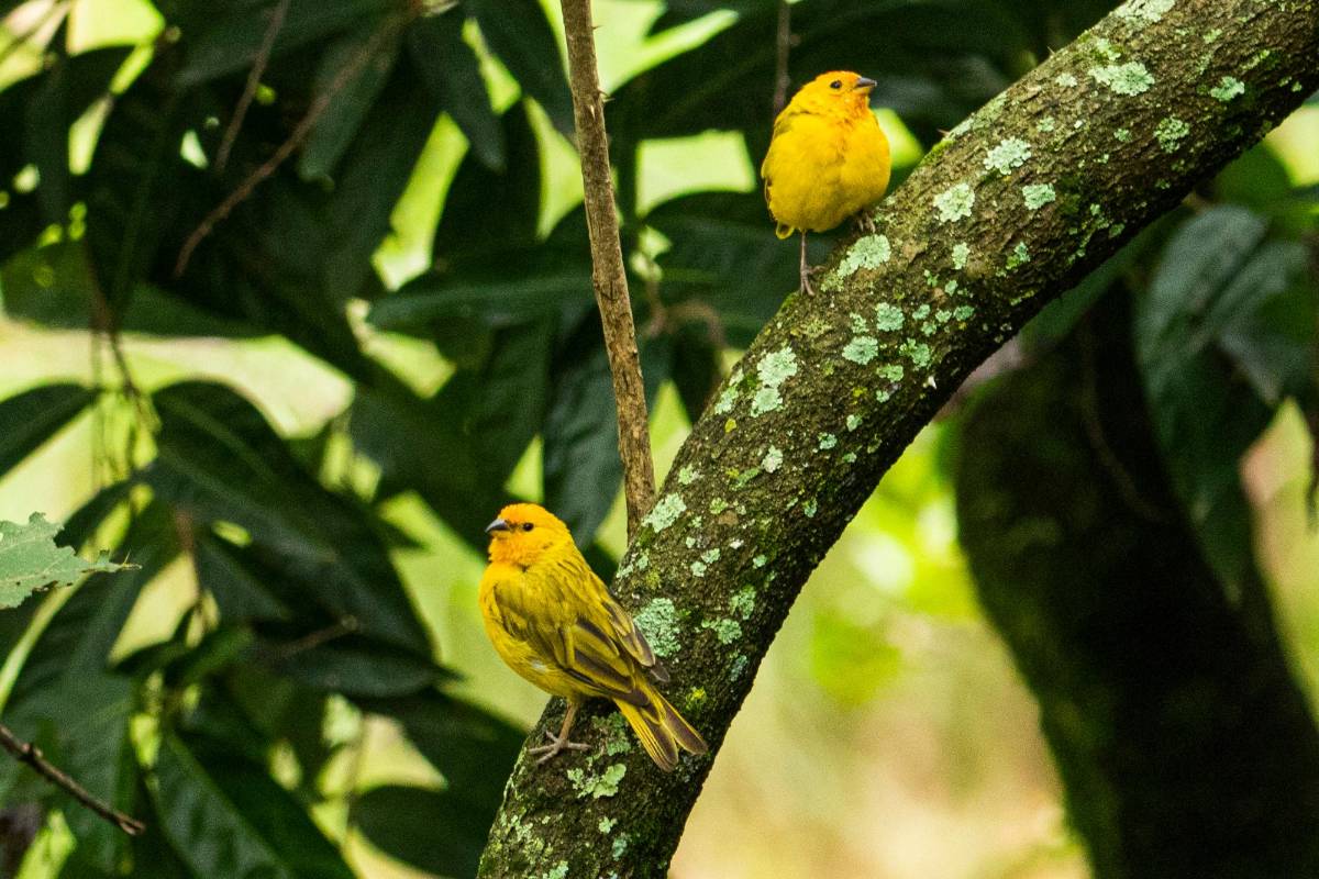 Canario coronado (Sicalis flaveola) Foto: Carlos Velásquez