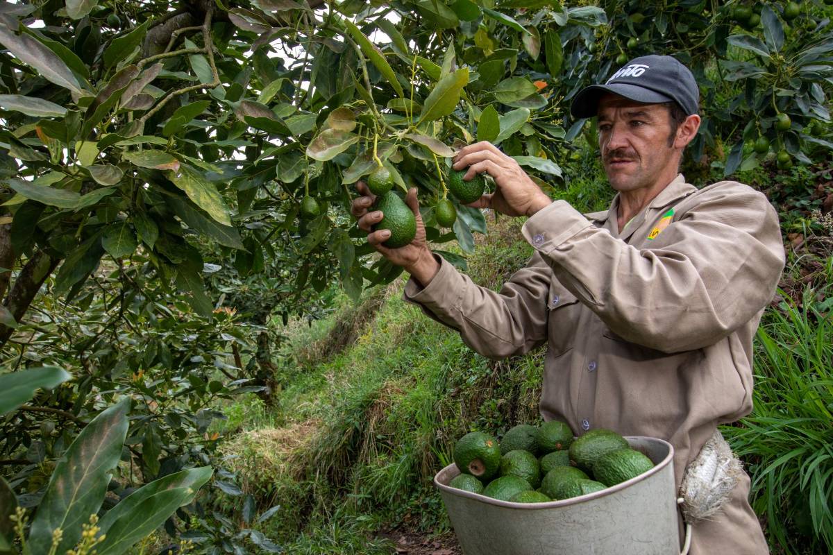Al que quiera ser exitoso con la producción de aguacate Hass debe tener paciencia y buen soporte financiero. Así lo afirma Ana María Betancur, productora de aguacates. Foto: Edwin Bustamante