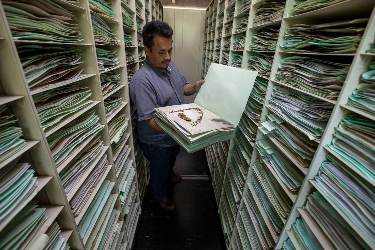 El herbario tiene 92.000 muestras de plantas que se guardan como un tesoro de la biodiversidad del país. Foto: Edwin Bustamante