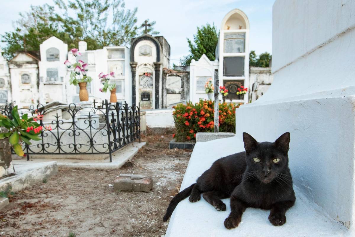 A los Serrano desde 1923 se le conoce como “los gatos”, por lo que la aparición de un felino sobre la tumba del hijo de Víctor generó gran curiosidad en el interior de la familia. FOTO: Jaime Pérez