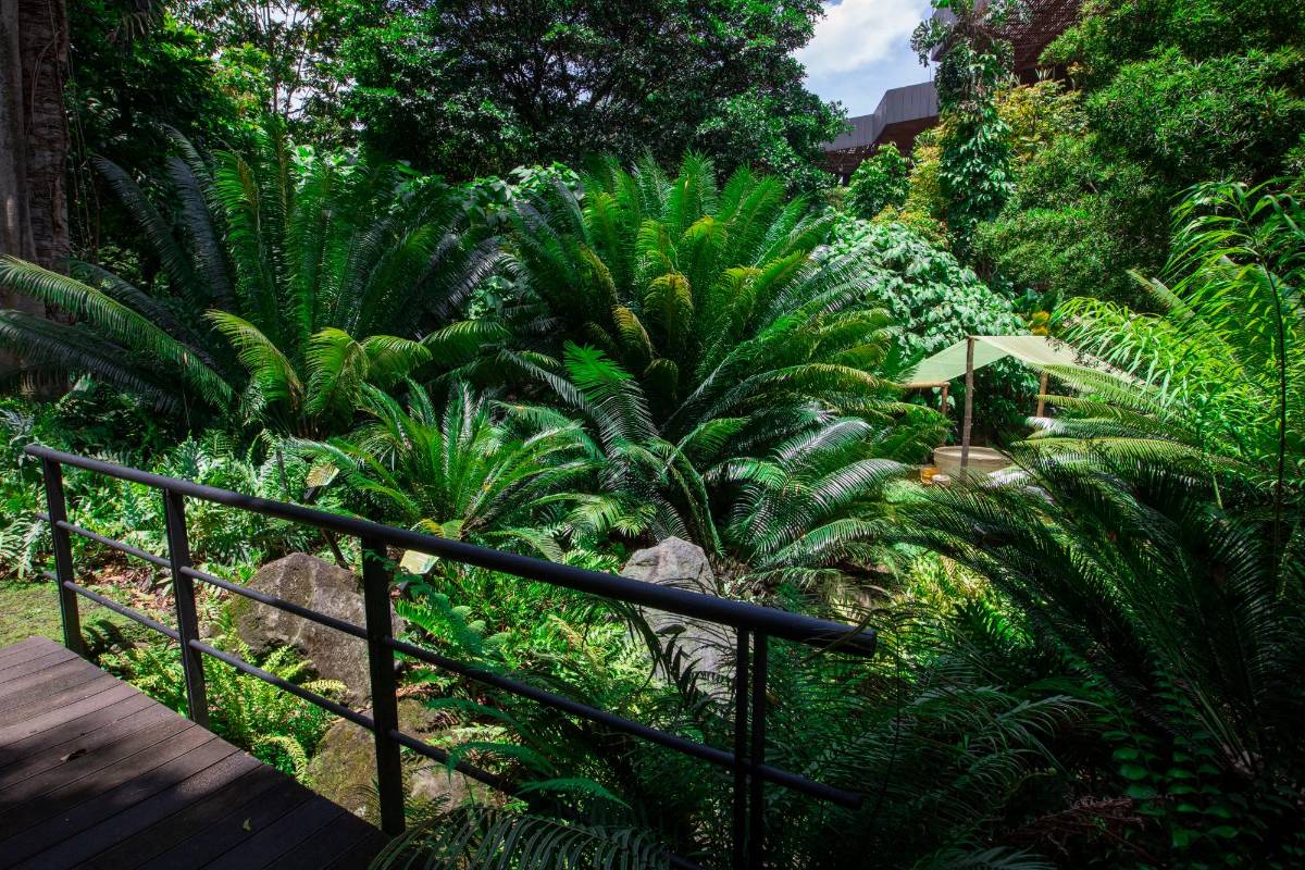 El otro espacio del jardín que requiere donación para el ingreso es el sendero de plantas prehistóricas, este alberga 13 especies de las familia de las zamias, la colección más importante del país. Foto: Edwin Bustamante