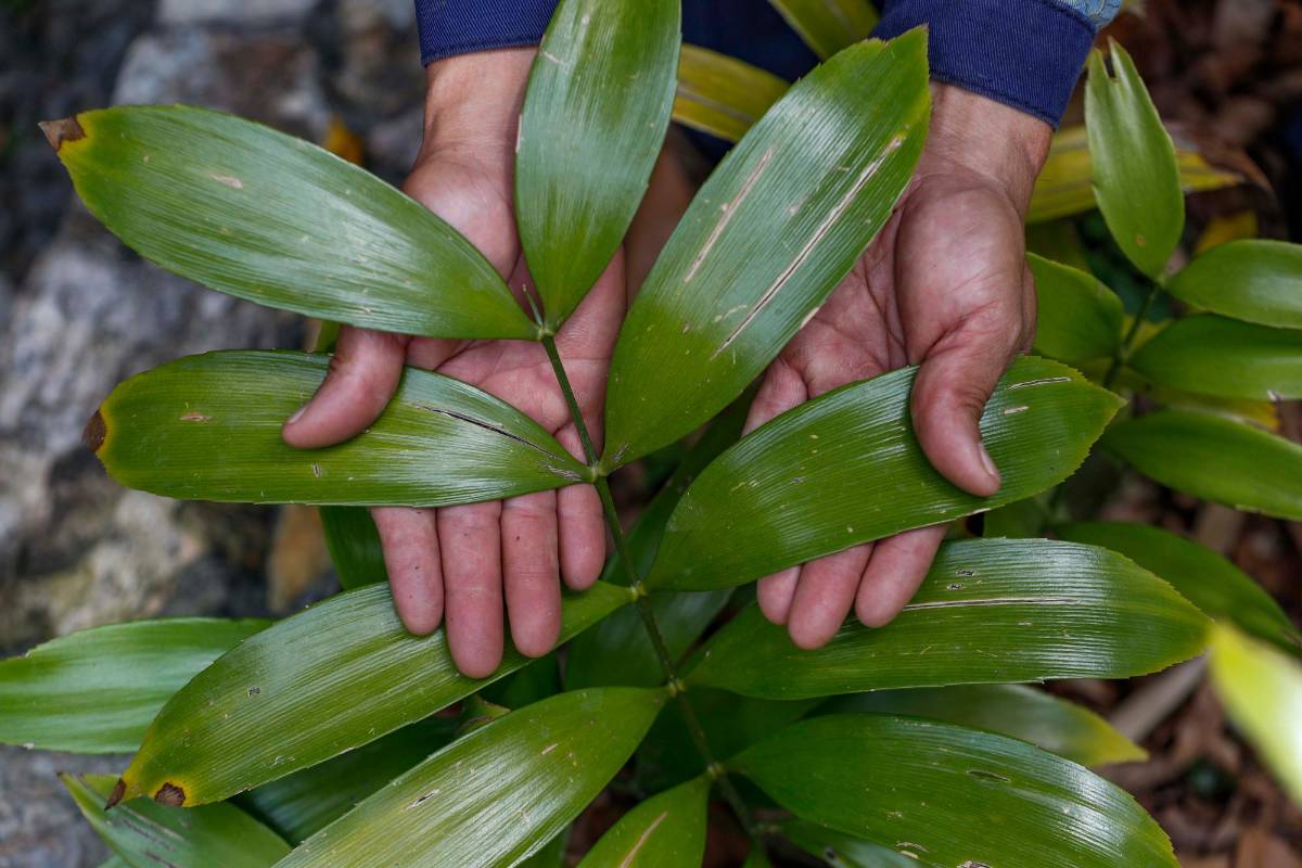 Su planta favorita es la Zamíaceae Incognita. Foto: Manuel Saldarriaga Quintero.