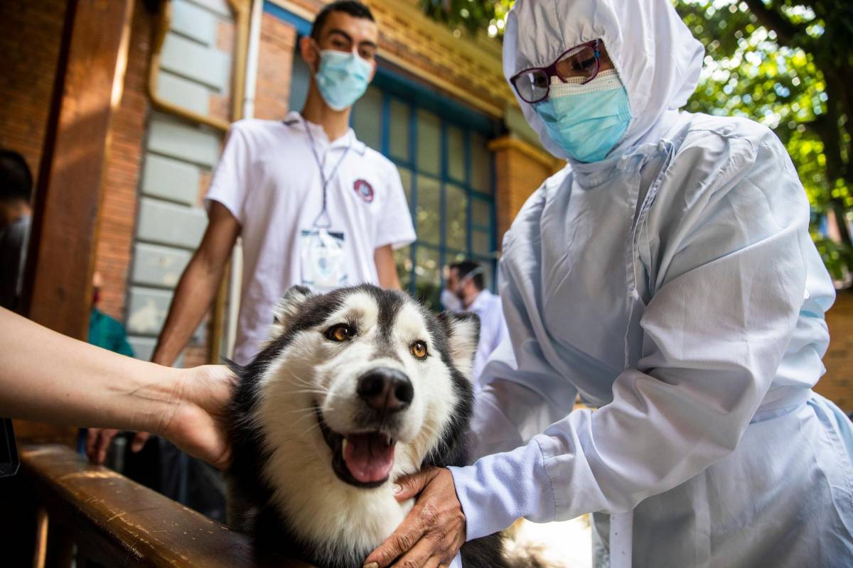 El programa consiste en preparar equipos de voluntarios con su animal para asistir en las intervenciones en los hospitales de acuerdo a las necesidades de los pacientes en las instituciones de salud. Foto: Carlos Velásquez