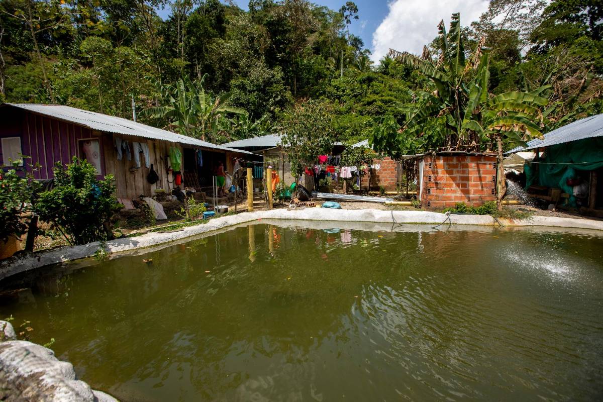 El buen desempeño del sector agro en Colombia estuvo impulsado principalmente por la pesca y la acuicultura. Foto : Camilo Suárez