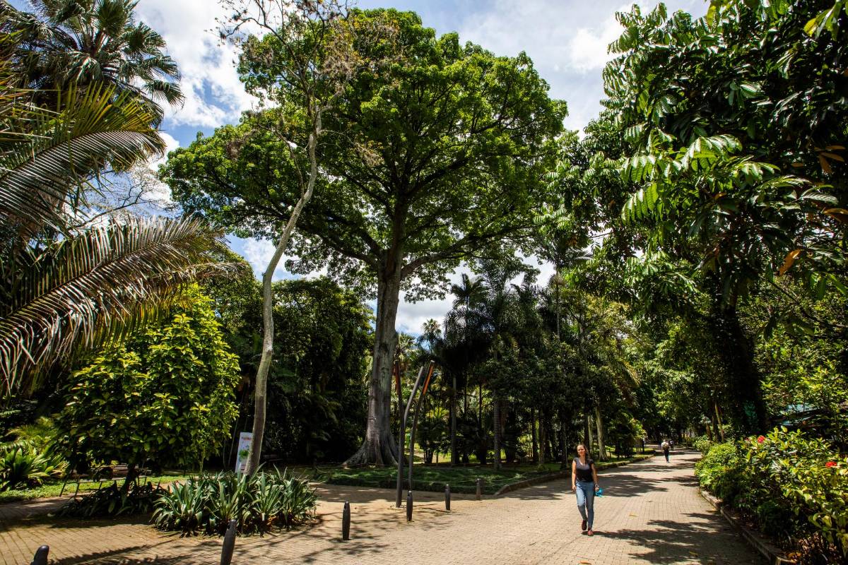 El árbol que da la bienvenida en el Jardín es una ceiba gigante de los tiempos del Bosque de la Independencia. Foto: Edwin Bustamante